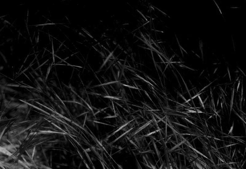 Exposed grasses in the dark (2007)