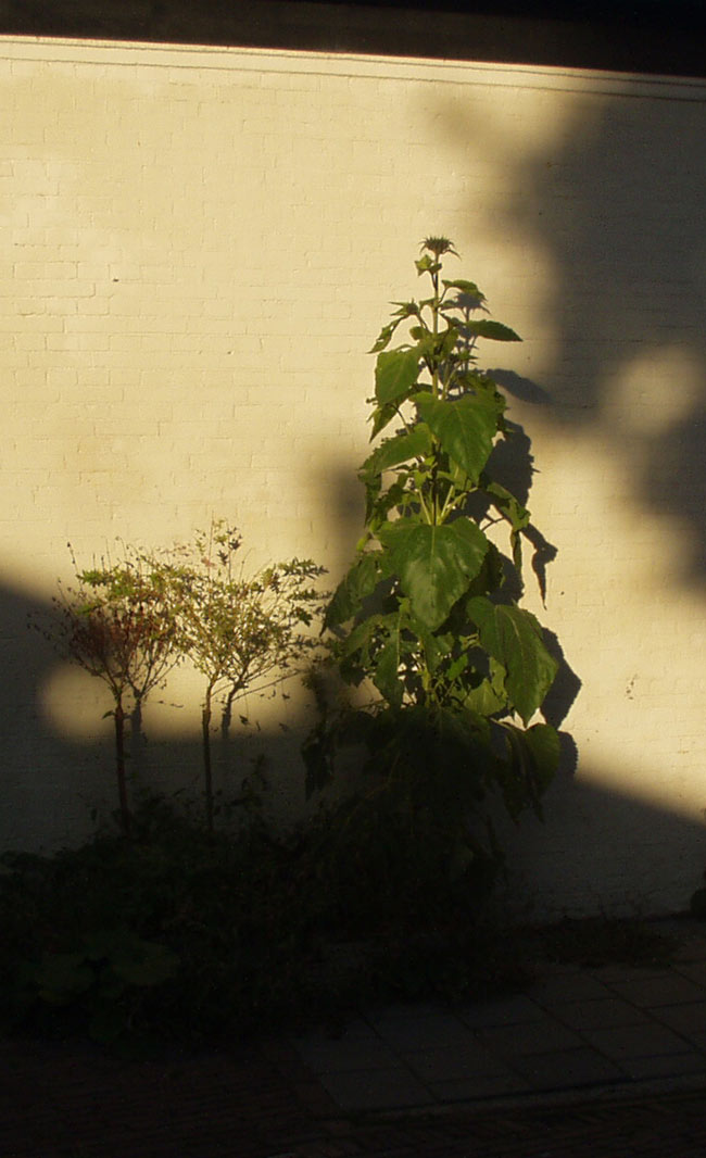 Muur plant (2006)